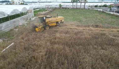 Ata Tohumu Karakılçık Buğday Hasadı Yapıldı