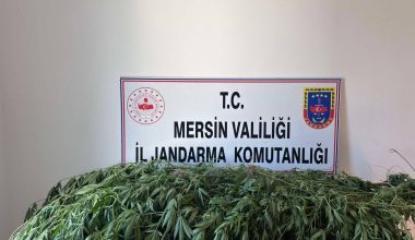 YASA DIŞI KENEVİR EKİMİ YAPAN ŞAHISLAR YAKALANDI