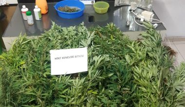 APARTMAN BOLKONUNDA HİNT KENEVİRİ YETİŞTİRENLERE OPERASYON