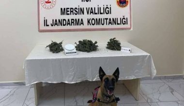 YASA DIŞI KENEVİR EKİMİ YAPAN ŞAHISLAR YAKALANDI