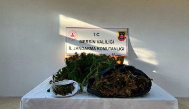YASA DIŞI KENEVİR EKİMİ YAPAN ŞAHISLAR YAKALANDI