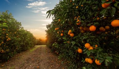 SERDAR SOYDAN: “TARIM A.Ş. İLE ÇİFTÇİ DOSTU BELEDİYE OLACAĞIZ”