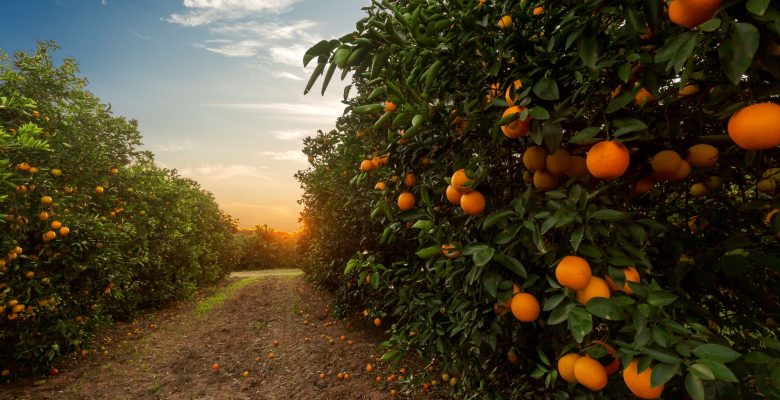 SERDAR SOYDAN: “TARIM A.Ş. İLE ÇİFTÇİ DOSTU BELEDİYE OLACAĞIZ”