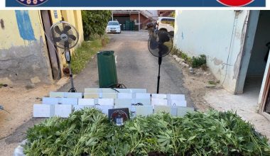 Depoda kenevir yetiştirenlere operasyon