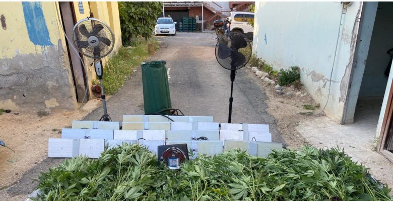 Depoda kenevir yetiştirenlere operasyon