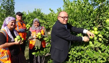 Türkiye’nin Limon Deposunda Hasat Sezonu Başladı
